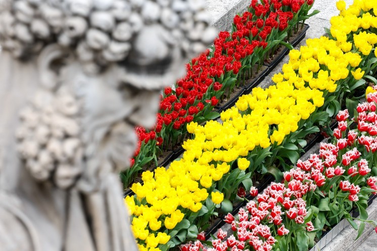 A statue of St. Peter frames the flowers decorating St. Peter's Square.
